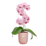 vibes fold orchidee hoog 12,5cm frosted pink